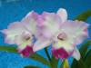 Orchids_blooming_022.jpg