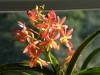 Orchids_blooming_049.jpg