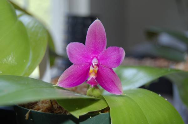 Phalaenopsis species