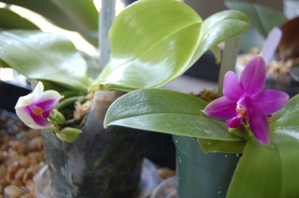 Phalaenopsis species