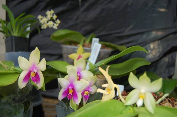 Phalaenopsis species