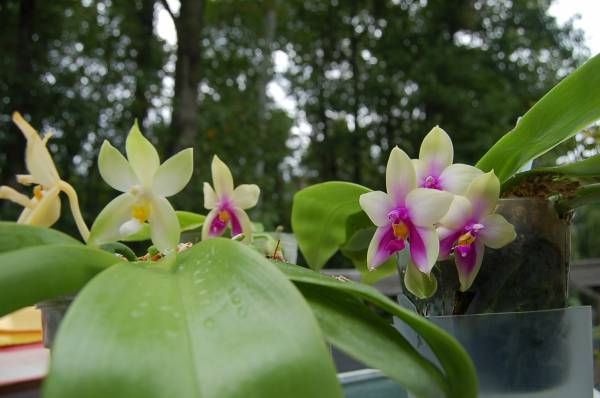 Phalaenopsis species