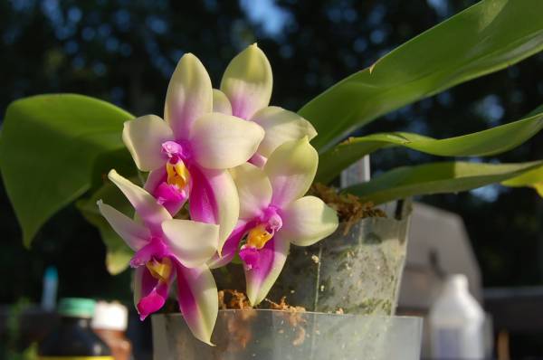 Phalaenopsis species