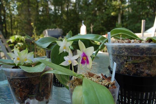 Phalaenopsis species