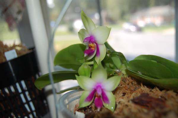 Phalaenopsis species