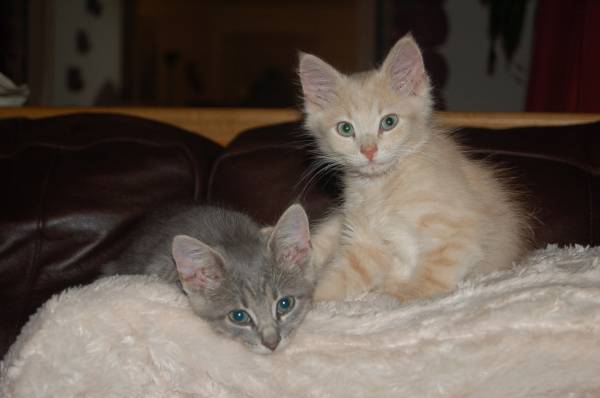 kittens in the house after napping