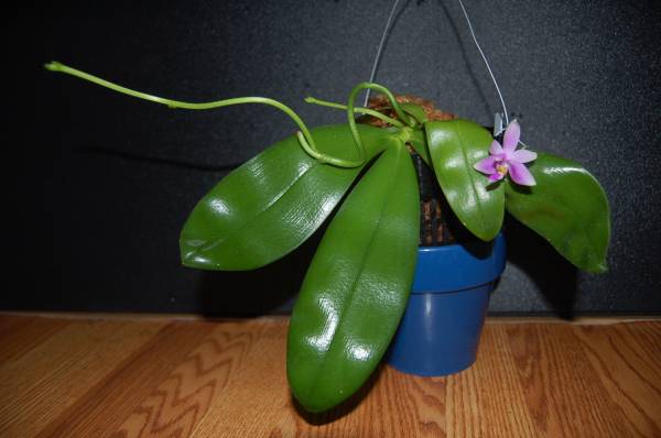 Phalaenopsis violacea var. Mentawai