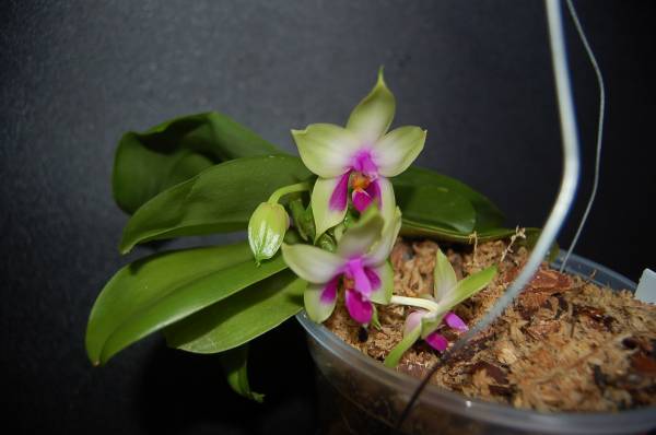 phal.bellina