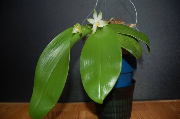 Phal.violacea var. alba