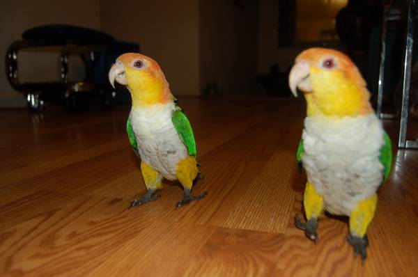 White Bellied caique