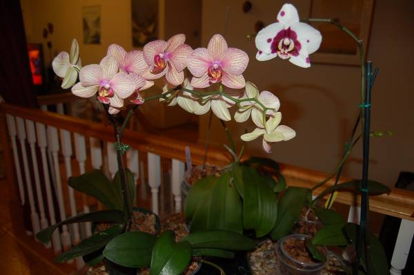 Phalaenopsis