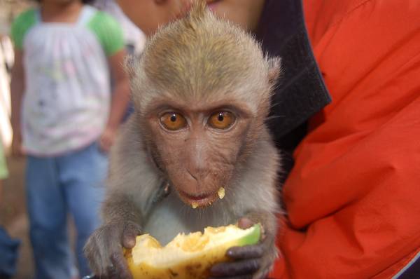 baby monkey when I visited Indonesia