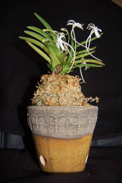 Neofinetia falcata Amami Island