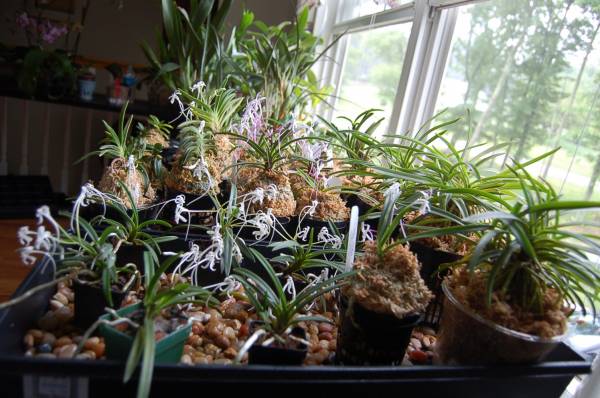 Neofinetia falcata collection