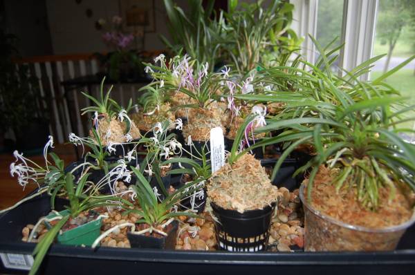 Neofinetia falcata collection