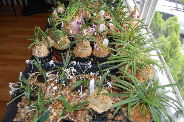 Neofinetia falcata collection