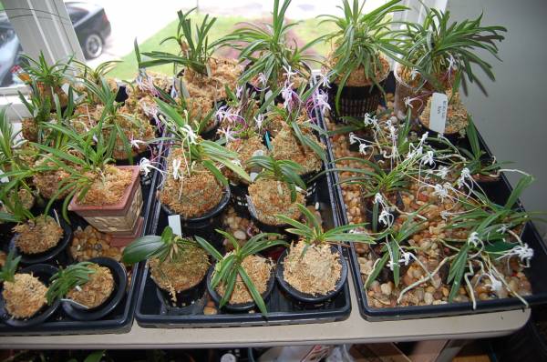 Neofinetia falcata collection