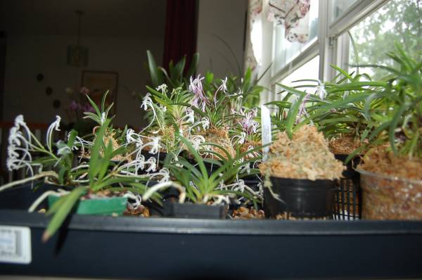 Neofinetia falcata collection