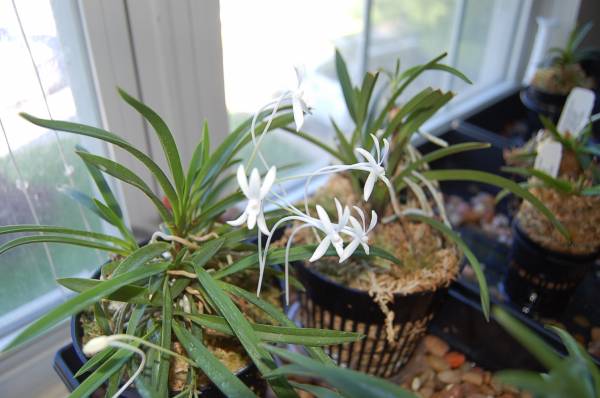 Neofinetia falcata collection