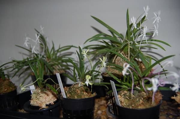 Neofinetia falcata collection