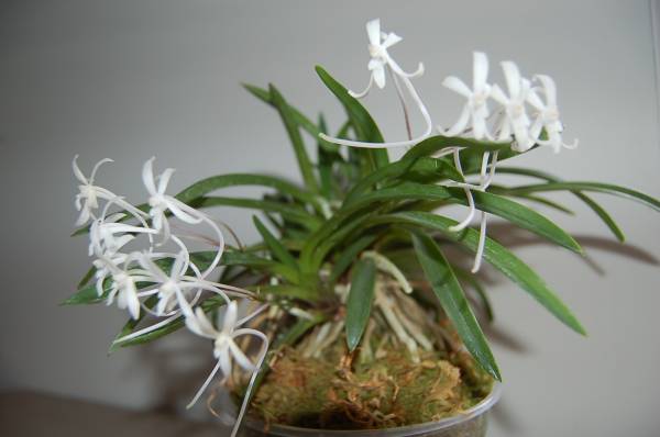 neofinetia falcata Amami island