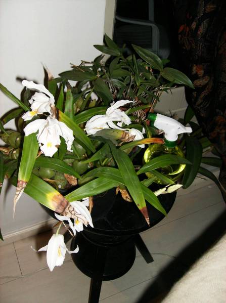 Coelogyne cristata