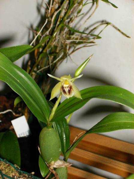 Coelogyne fimbriata