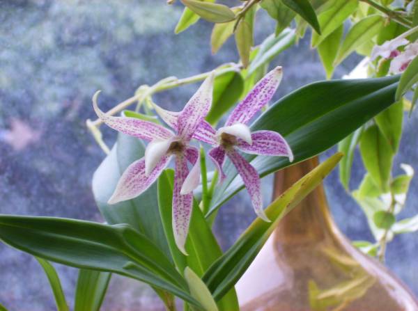 Encyclia Garciana