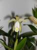 Cattleya_Forbesii_juli_2009.jpg