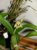 Coelogyne_Fimbriata_2.jpg