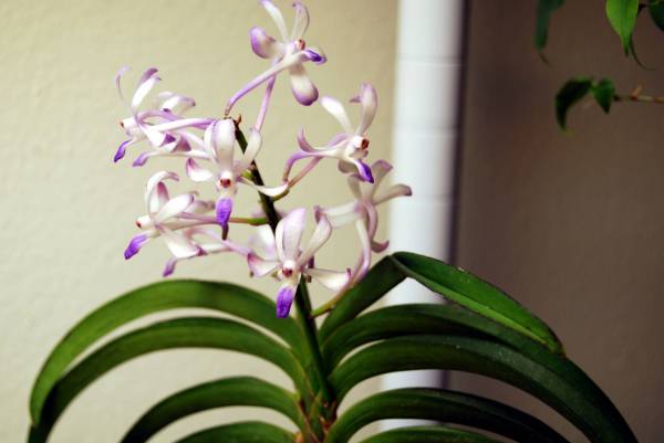 Neostylis Lou Sneary &quot;Bluebird&quot;