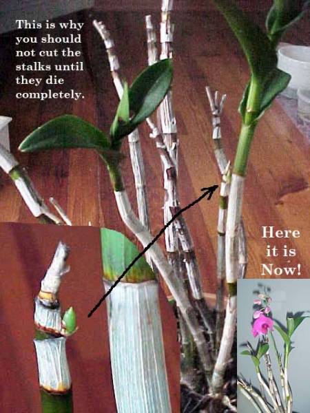 Ugly Dendrobium (the plant that is)