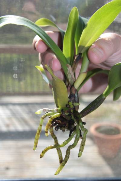 Orchid rescue