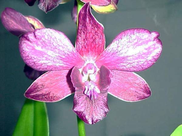 Big Purple Dendrobium