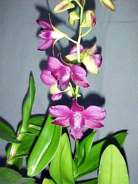 Dendrobium - Big Purple