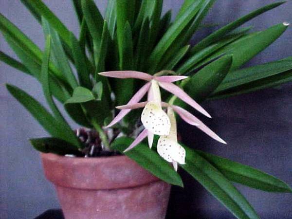 Brassavola