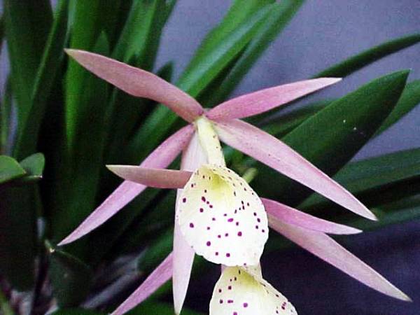 Brassavola Blooms