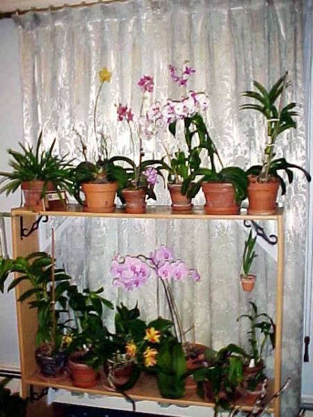 Seven Blooming in 2009 Drapes shut