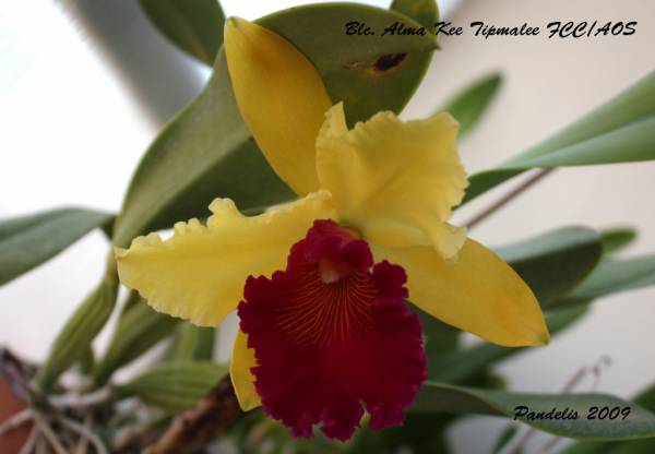 Blc. AlmaKee &quot;Tipmalee&quot;