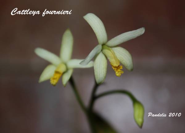 Cattleya fournieri