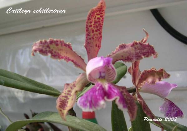 Cattleya schilleriana