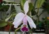 131_Cattleya_trianae_1024x768_1.JPG