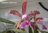 9_Cattleya_schilleriana_1024x768_.jpg