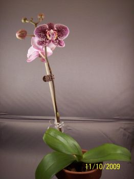 Paph_NOID32