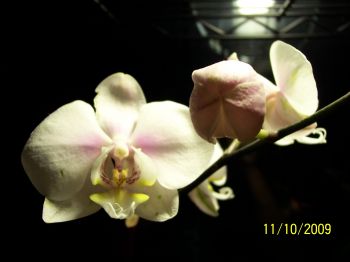 Paph_NOID6