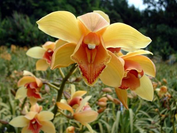 Cymbidium_Field