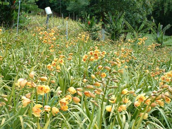 Cymbidium_Field3