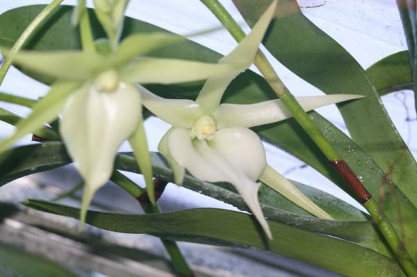 Angraecum Veitchii