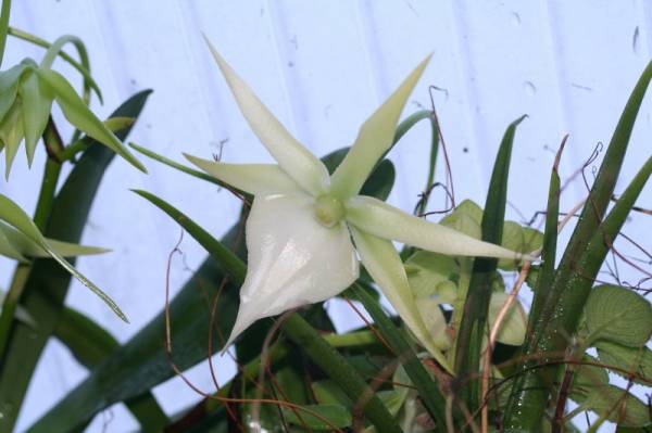 Angraecum Veitchii