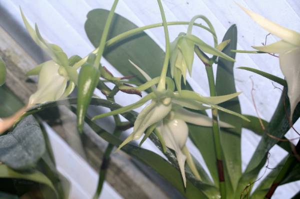 Angraecum Veitchii